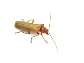 The brown soldier beetle Cantharis rufa on white background