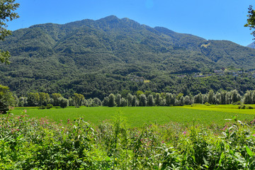 Vista alberi e prato 