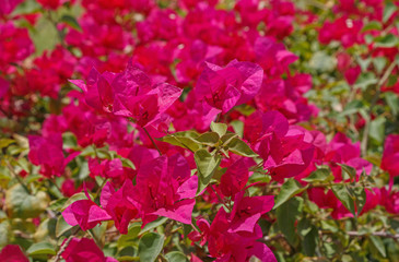 purple blossoming flowers in garden in Dubai