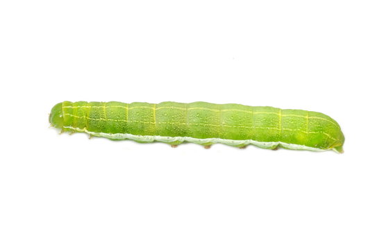 Green and white caterpillar of the moth Orthosia gothica on white background