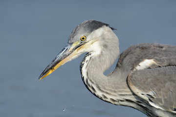 Graureiher auf Nahrungssuche am See - Fischreher