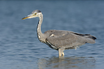 Graureiher auf Nahrungssuche am See - Fischreher