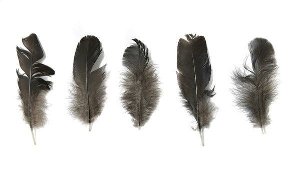 Assorted small black bird feathers isolated on a white background