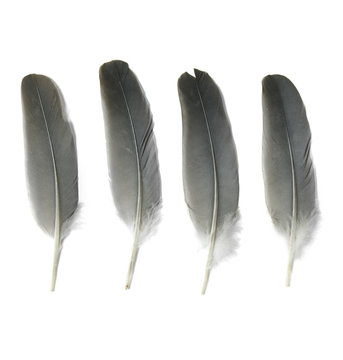 Assorted grey bird feathers isolated on a white background