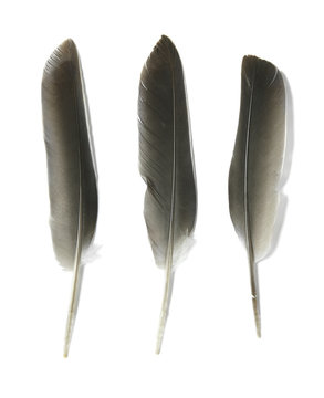 Assorted grey bird feathers isolated on a white background