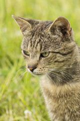 Gray tabby cat on the prowl in the grass.