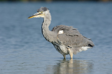 Graureiher auf Nahrungssuche am See - Fischreher