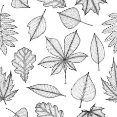 Seamless pattern of autumn leaves. Botanical illustration. 