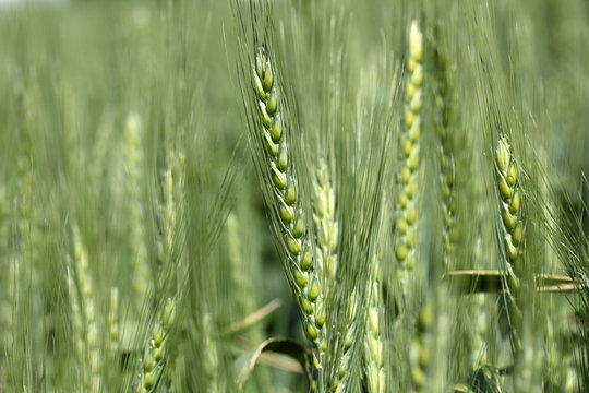 Field wheat 