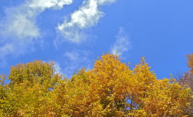 Fototapeta premium 黄葉