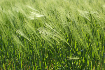 Field wheat 