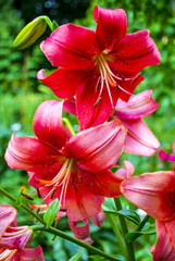 lilies. Red lily flower. lily flower