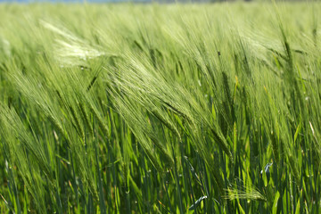 Field wheat 