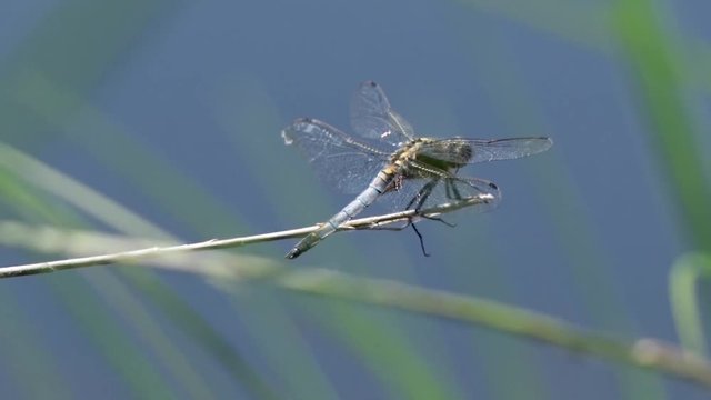 Libelle auf Grashalm