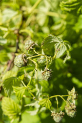 Green fruits raspberries.