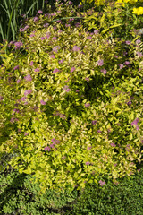 Pink ornamental flowers.