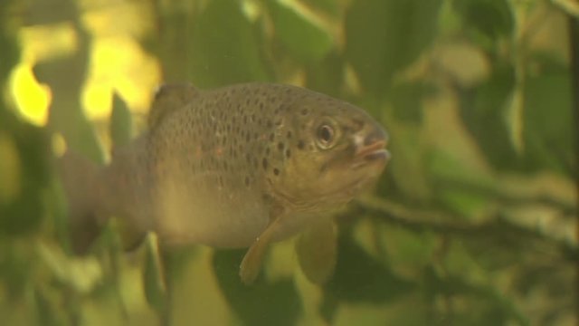 brook trout under water