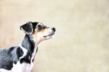 Jack Russell Terrier-Welpe