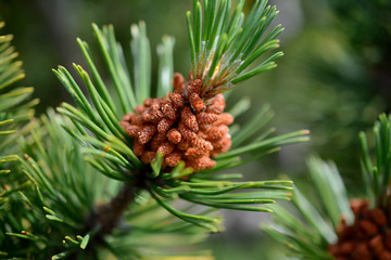 Little dwarf mountain pine cones