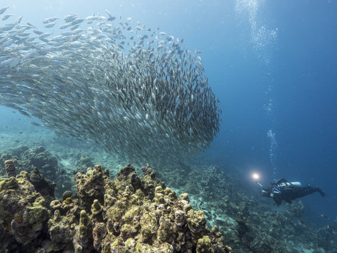 Unterwasser - Riff - Fisch - Fischschwarm - Fotograf - Tauchen - Curacao - Karibik