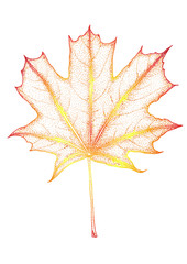 Highly detailed hand drawn maple leaf