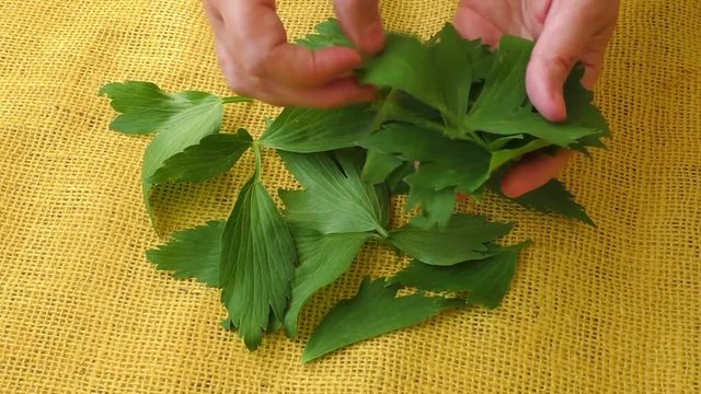 Lovage herb on yellow background. Culinary aromatic herbs
