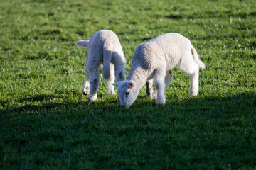 pair of newborn lambs grazing in field 