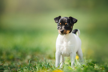 Dogs breed Toy fox terrier puppy - obrazy, fototapety, plakaty