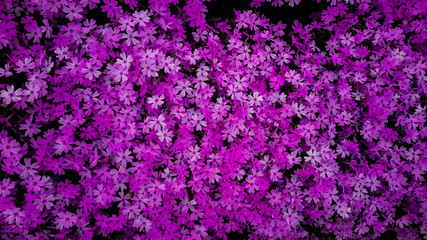 Moss phlox of Japan.
