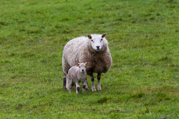 sheep in rainy filed with newborn lamb
