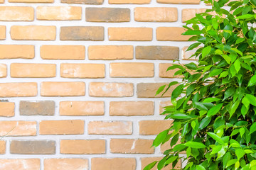 orange brick wall decorate with green leaf