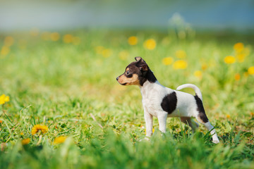 Dogs breed Toy fox terrier puppy