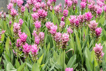 Pink siam tulip