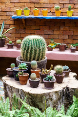 Cactus in pot in cactus garden