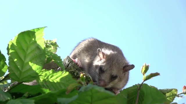 dormouse on a tree