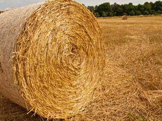 hay bales partially wrapped in plastic net