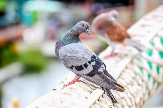 closeup marcro colorful bird pigeon hold on a handrail