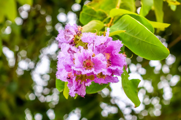 close up macro Lythraceae flower on the tree