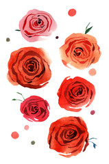 watercolor rose flower - 116407351