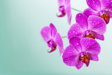 Fototapeta na wymiar Blooming violet orchid flowers on blurred background