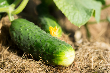 Cucumber growing in garden