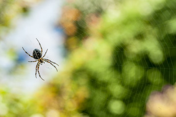 Spinne Kreuzspinne in der Natur