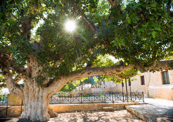 Age old tree (600 years old Sycomore in Agia Napa monastery, Cyprus)