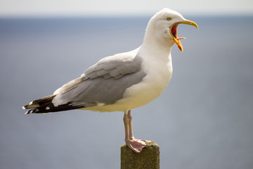 Naklejka premium single seagull standing on a pole squawking