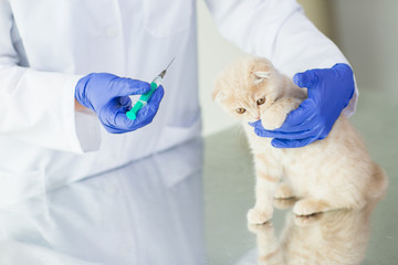 close up of vet making vaccine to kitten at clinic