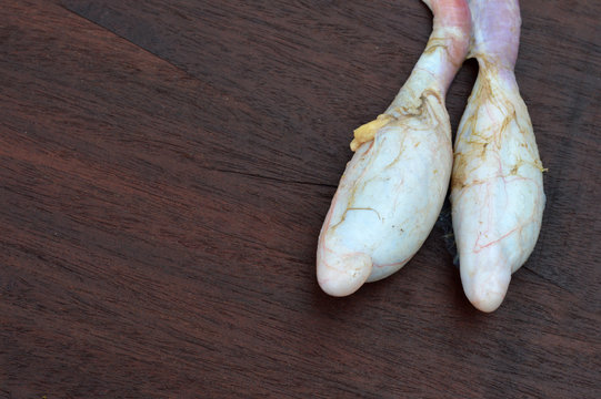 cow testis