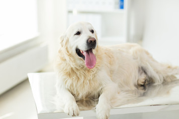 close up of golden retriever dog at vet clinic