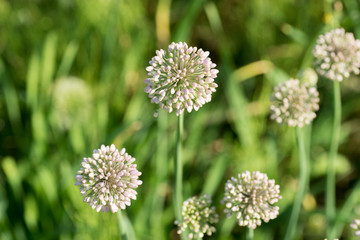 View beautiful of Onion flower stalks. Closeup in summer