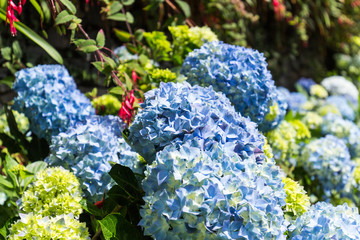 Hydrangea flowers, tropical Botanical Garden in Funchal, Madeira island, Portugal