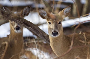 Beautiful background with the very cute wild deers